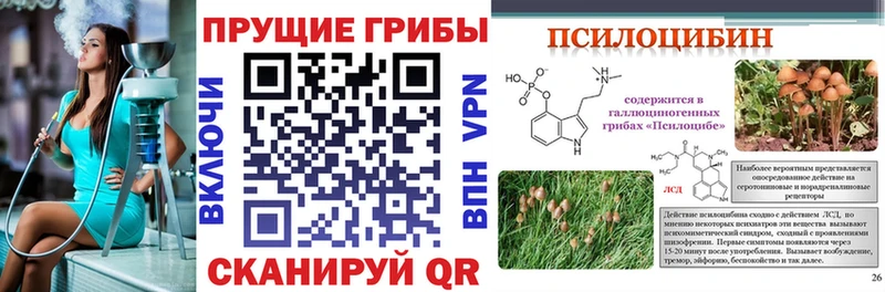 Псилоцибиновые грибы Psilocybe  Купить  Жигулёвск 